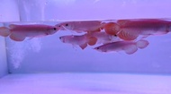 Arwana Arowana Super Red Blood &amp; Chili Red size 13-15 cm