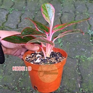 AGLAONEMA JAYANTI SMALL