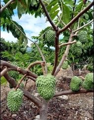 (Xả Kho) Cây giống na sầu riêng khổng lồ cây cực đẹp giá cực rẻ cam kết cây chuẩn hình