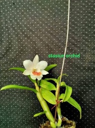 Anggrek Dendrobium Roongkamol Dewasa