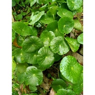 ANAK POKOK PEGAGA BERAKAR TANPA POLIBEG 20++ANAK/UMBI RM9.90