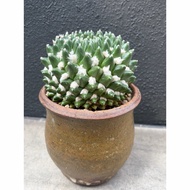 99G-Imported  Mammillaria vagaspina Craig 雪糕