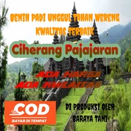 BIBIT PADI PAJAJARAN Bibit Unggul Tahan Wereng/Kwalitas Terbaik/KEMASAN 5KG