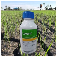 [ORIGINAL] 500ml LOYANT DOW RACUN RUMPAI PADI PASCA CAMBAH (SAMBAU/KELADI AGAS/CABAI KERA DAN LAIN2)