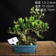 Small green plant native small-leaf Podocarpus bonsai potted Jiangzhe birdtongue Podocarpus one shot