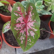 🔥CALADIUM CAROLINE 🔥HARGA RUNTUH🔥KELADI CAROLINE🔥KELADI VIRAL🔥RARE🔥