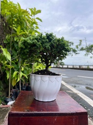 Linh sam hạt gạo siêu bông bonsai mini tròn tàn