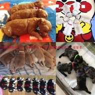 Newborn Pet Identification Belt Puppy Kitten Mark Neck Identification Collar 11.7