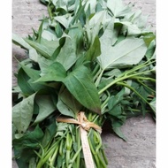 UM(1) Daun Ubi Jalar/Daun Ketela/Glandir 1 ikat