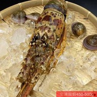 【海鮮7-11】生凍龍蝦 450-500g/隻 👍殼薄肉多的青殼龍蝦，美味極佳！**單隻600元**