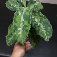 Sindo - Aglaonema Pictum Tricolor By Hendro Prayogo Live Plant Y2Y5JB2MYD