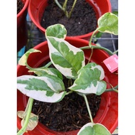 ANOR - Sirih Puteri (Money Plant)-Njoy