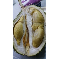 Pokok Durian D160/Tekka/Musang Queen