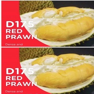 Anak Pokok Durian Udang Merah Hybrid (D175) - 2.5 Feet+ Live Plant with Fruits (West Malaysia Only)