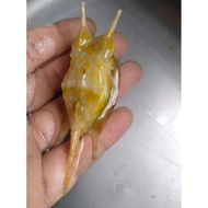 Fish Buntal SAPI - Ikan Hias Aquarium Air Laut BEST QUALITY