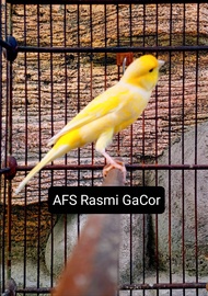 burung kenari AF AFS Jantan Gacor
