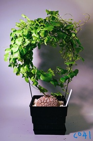 龜甲龍 Dioscorea elephantipes / 塊根植物 Caudex / 索馬里葡萄甕、念珠橄欖都有賣架