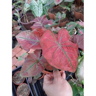 Keladi / Caladium Festivia - Caladium Ilustris - Caladium White Christmas