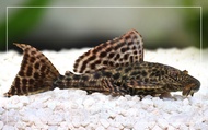 Hi Fin Red Spotted Pleco Fish