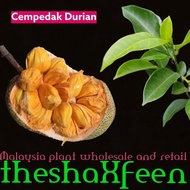 Pokok cempedak durian theshaxfeen