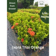 HappyG(Live Plant):  :Ixora Thai Orange: :Direct grower