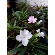 pokok bunga ruellia renek/morning glory.