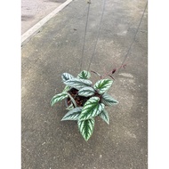 Angel Plum Or (Rex Begonia Vine/Cissus discolor Blume)