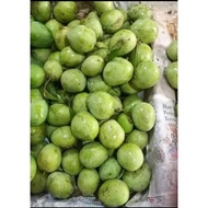 MANGGA EPAL/MANGGA MUDA MASAM-MASAM LEMAK
