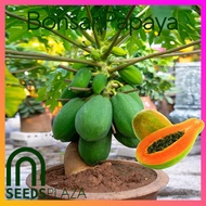 ✅Papaya Seeds | Bonsai Dwarf Red Baby | 10 Seeds + Guide | Hybrid Fruit Veg | Compact & Productive