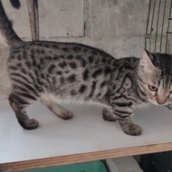 Kucing Munchkin bengal / Munchkin Ganetta