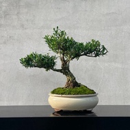 小品盆栽-金柳 雀舌黃楊 盆景 送禮