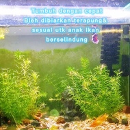 Egeria Densa (hydrilla) 蜈蚣草 Aquarium aquascape live plant rumpai air tawar sesuai untuk anak ikan