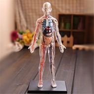 Moon Okey Squishy Human Body Anatomy Teaching Internal Organ Model Assembling Toys
