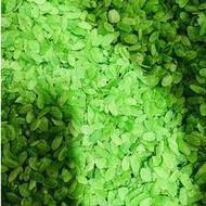 Combo 2kg Green flat rice to make rolls, fry shrimp, make cakes, cook sticky rice, ice cream...