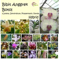 Bibit Botol Anggrek Bulan Cattleya Dendrobium Phalaenopsis Vanda Hybrid