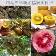 Ready Stock Fast Shipping Kiwi Seeds Kiwi Seeds Kiwi Seeds Kiwi Seeds Fruit Seeds Seeds Vegetable Se