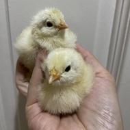 anakan ayam brahma ( bandung only )