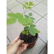 Anak pokok bunga telang biru