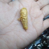 Kepompong wesi kuning