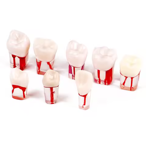 5pcs Dental Teaching Tooth Model Endodontic Root Canal Practice Model Blocks Study Student Training 