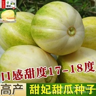Sweet Concubine Melon Seed Golden Concubine Melon Seed Sweet Crispy Yellow White Skin Fruit Seed Veg
