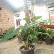 alocasia zebrina