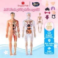 BermaBaby - Removable Human Body Anatomy Assembly Model, Anatomy Toy Children's Toy Anatomy Model Hu