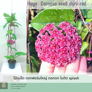 Hoya Carnosa seed dark red โฮย่า ไม้ดอก ไม้แขวนประดับ