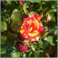 tanaman bunga mawar/pohon bunga mawar/tanaman hidup bunga mawar