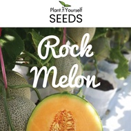 SEEDS Rock Melon 哈密瓜 (7 seeds | 22 seeds)