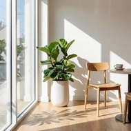 三株琴葉榕水泥盆栽 高款 直條紋湛白高盆 落地盆栽禮