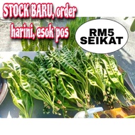 PETAI FRESH RM5 SEIKAT 5/6 papan
