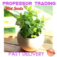 Mint Seeds Bonsai Potted Plants Herb Green Mint Mentha Viridis Garden