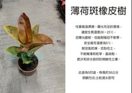 心栽花坊-薄荷斑橡皮樹/薄荷橡膠樹/斑葉橡膠樹/5吋盆/綠化植物/室內植物/觀葉植物/售價240特價200